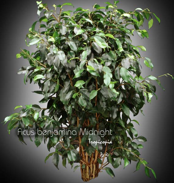 Ficus - Ficus benjamina Midnight - Figuier pleureur - Weeping fig